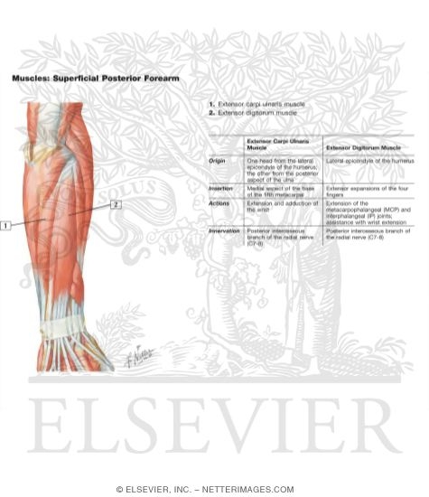 Muscles of Forearm (Superficial Layer): Posterior View