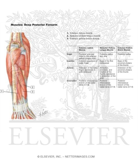Muscles of Forearm (Deep Layer): Posterior View