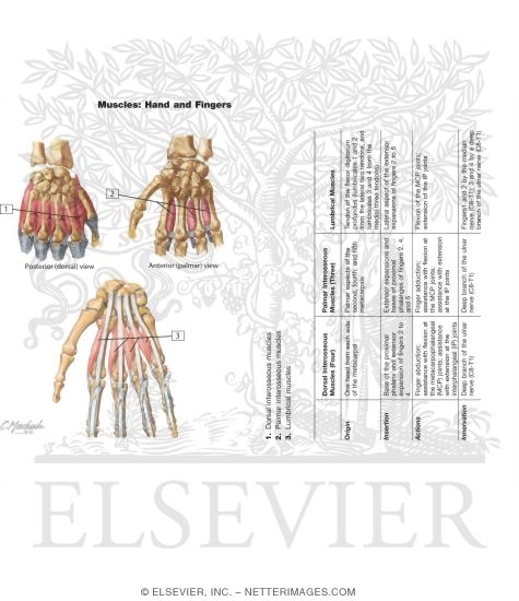Watermarked preview of unlabeled image: Muscles: Hand and FIngers
