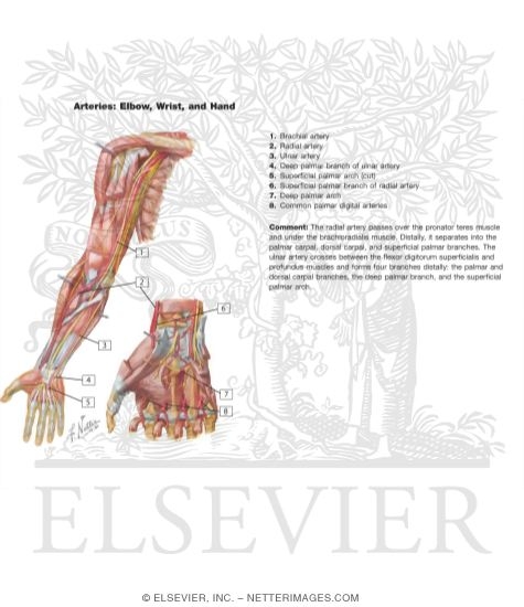 Arteries: Elbow, Wrist, and Hand