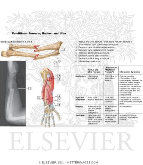 Forearm, Radius, and Ulna