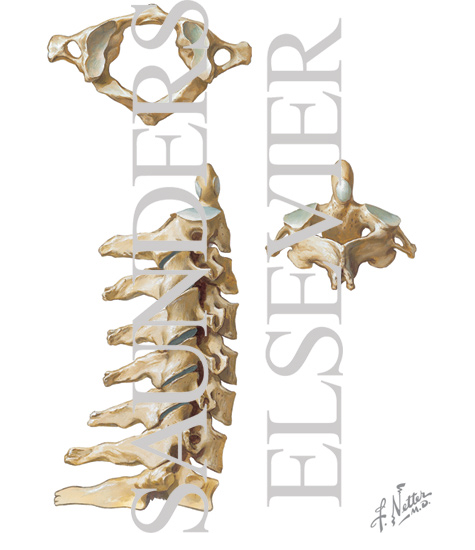 Watermarked preview of unlabeled image: Bony Anatomy of the Cervical Spine