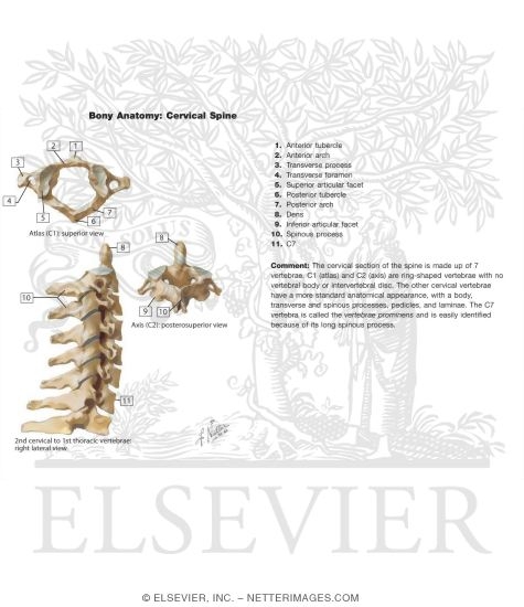 Watermarked preview of unlabeled image: Bony Anatomy of the Cervical Spine