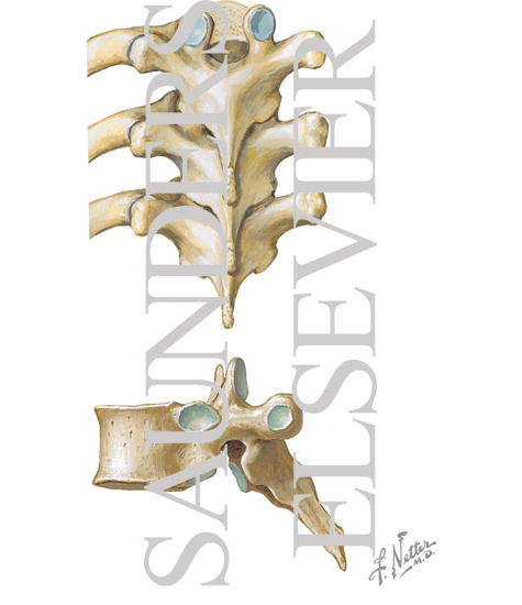Watermarked preview of unlabeled image: Bony Anatomy of the Thoracic Spine
