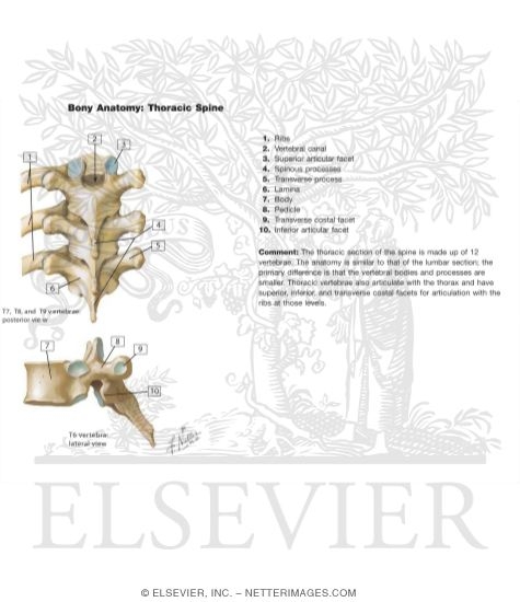 Watermarked preview of unlabeled image: Bony Anatomy of the Thoracic Spine