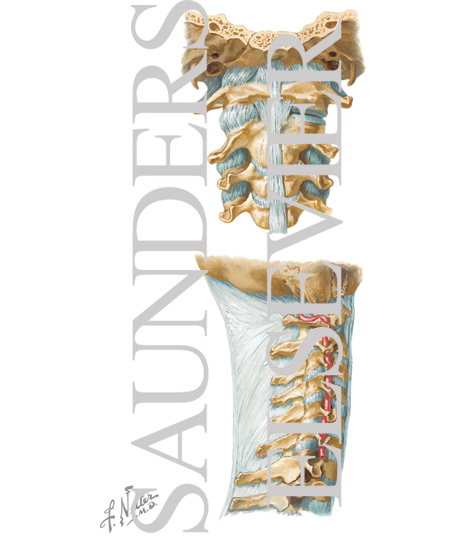 Ligaments of The Cervical Spine