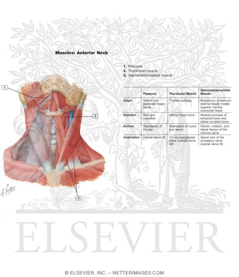Watermarked preview of labeled image: Muscles of Neck: Anterior View