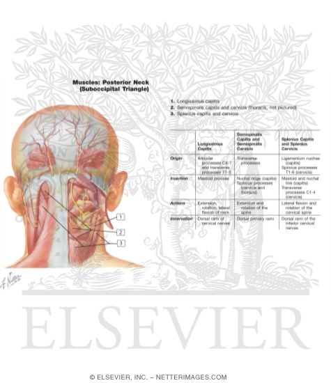 Watermarked preview of labeled image: Suboccipital Triangle