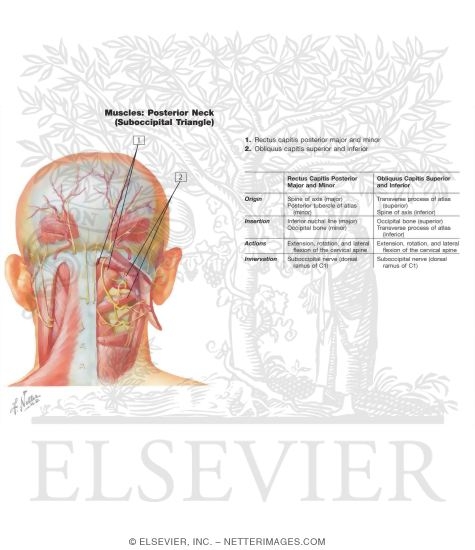 Suboccipital Triangle