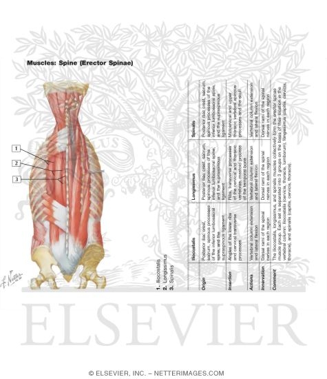 Watermarked preview of labeled image: Muscles of Back: Intermediate Layers
Spenius and Erector Spinae Muscles
