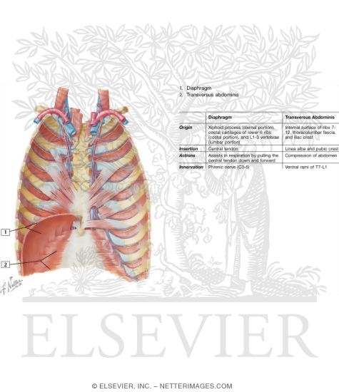 Anterior Thoracic Wall
Anterior Thoracic Wall: Internal View
