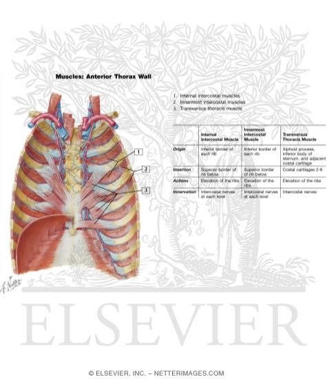 Watermarked preview of labeled image: Anterior Thoracic Wall
Anterior Thoracic Wall: Internal View