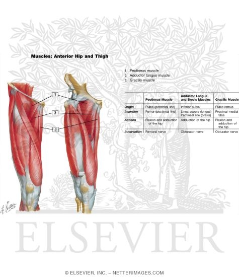 Watermarked preview of labeled image: Muscles of Front of Hip and Thigh