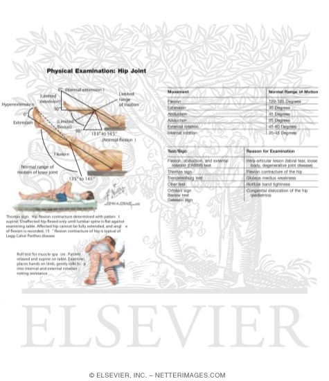 Watermarked preview of unlabeled image: Physical Examination of the Hip Joint