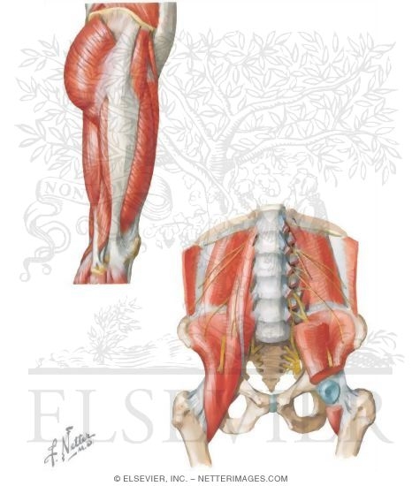 Watermarked preview of unlabeled image: Hip Joint
