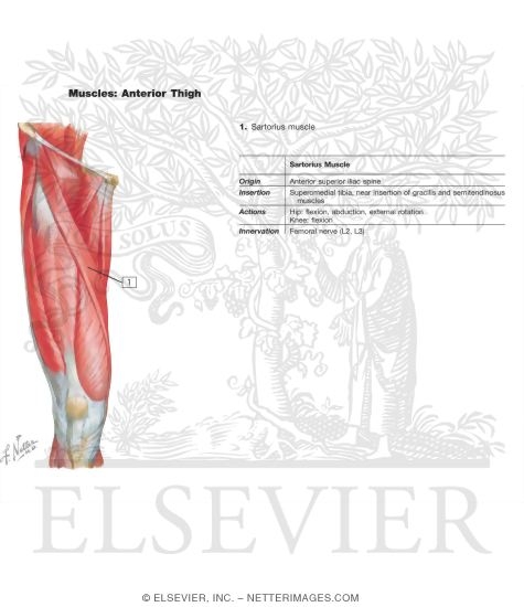 Muscles of Front of Hip and Thigh