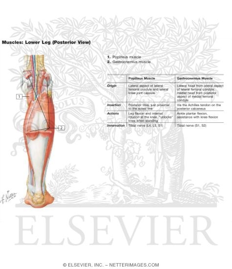 Watermarked preview of labeled image: Muscles of Leg (Intermediate Dissection): Posterior View