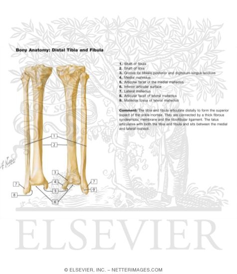 Tibia and Fibula