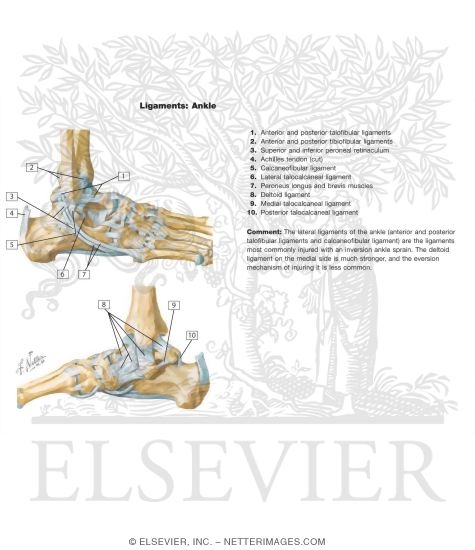 Watermarked preview of labeled image: Ligaments of the Ankle Joint
Ligaments and Tendons of Ankle