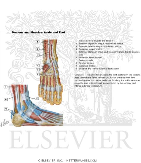 Watermarked preview of unlabeled image: Tendons and Muscles of the Ankle and Foot