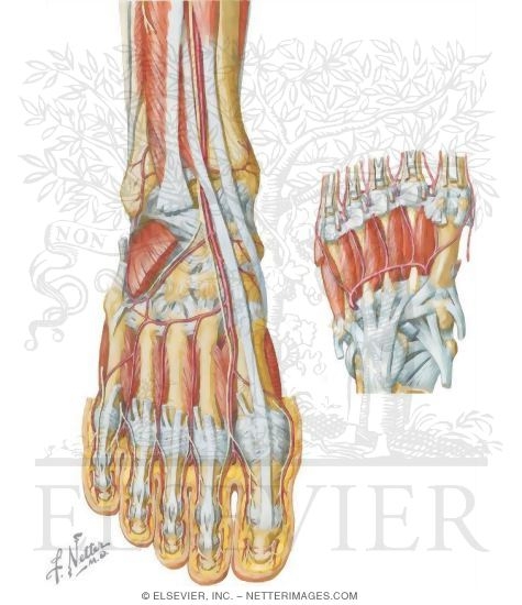 Watermarked preview of unlabeled image: Arteries of the Ankle and Foot