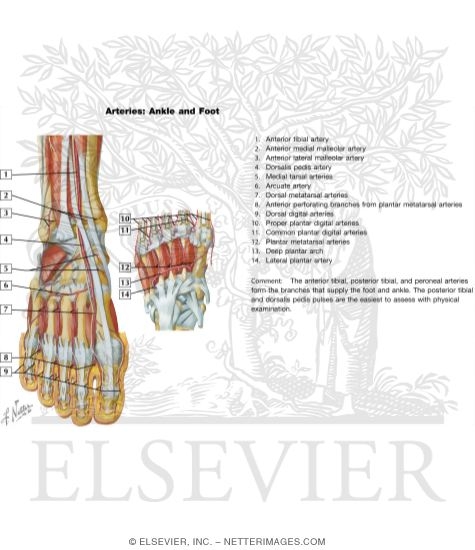 Watermarked preview of unlabeled image: Arteries of the Ankle and Foot