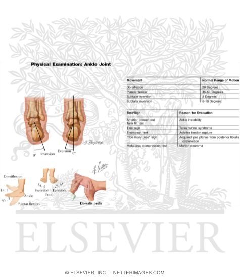 Watermarked preview of unlabeled image: Physical Examination of the Ankle Joint