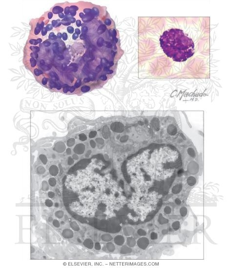 Basophil