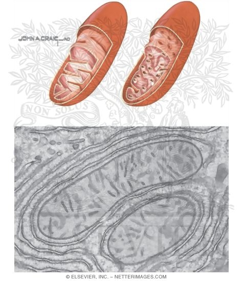 Mitochondria