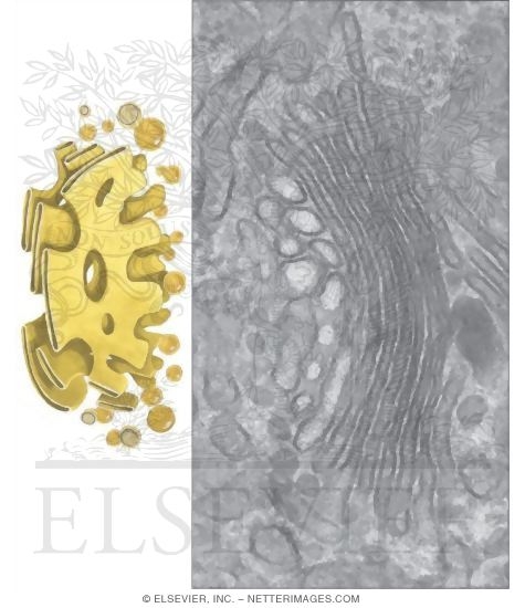 Golgi Complex