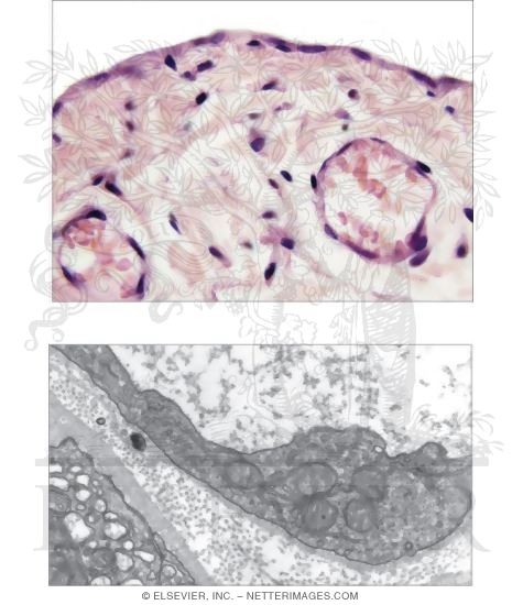 Simple Squamous Epithelium