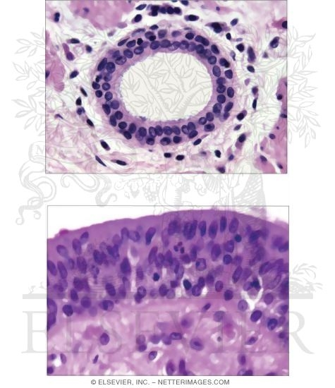 Stratified Epithelium