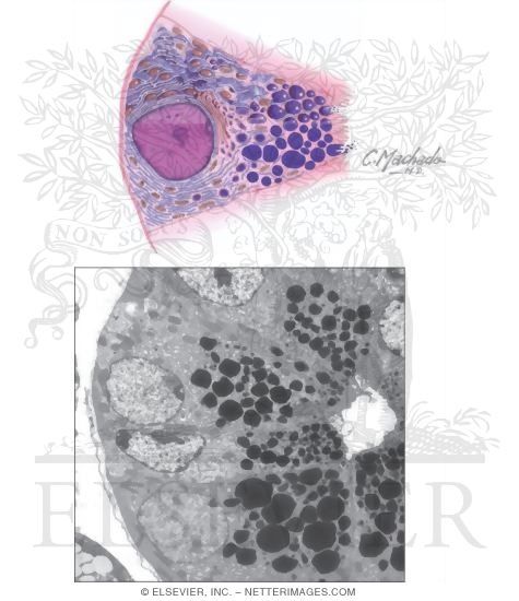 Serous Cells