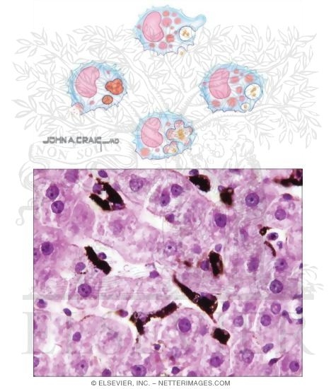 Macrophages