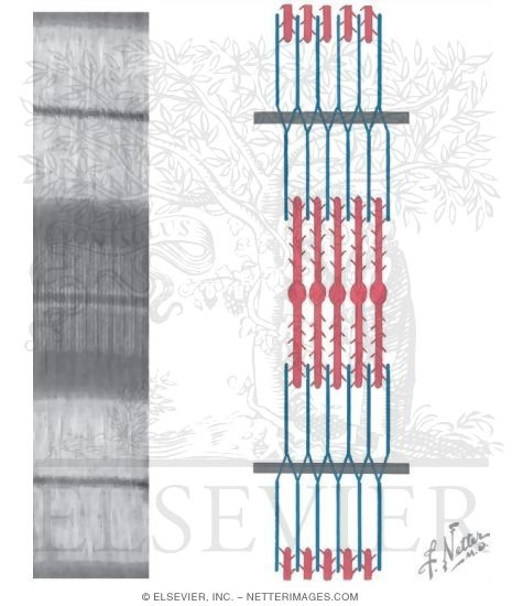 Sarcomere