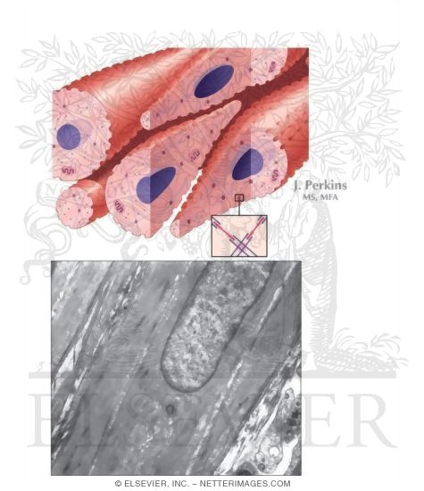 Watermarked preview of unlabeled image: Smooth Muscle
