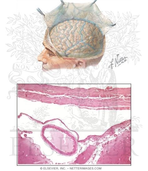 Meninges