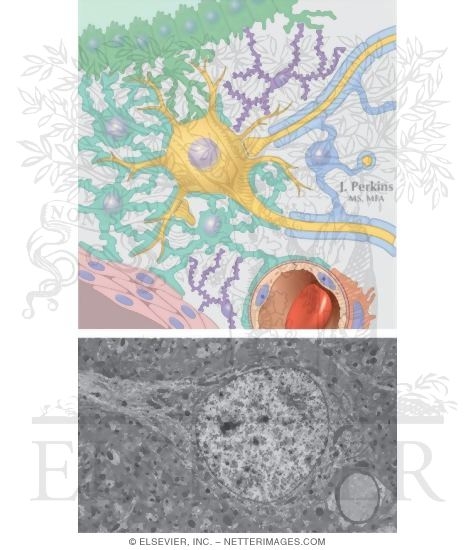Neuron