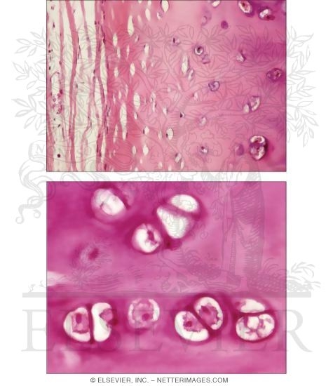 Hyaline Cartilage