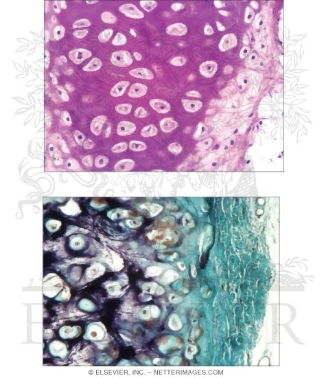 Elastic Cartilage