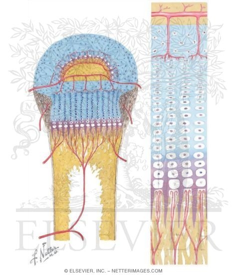 Growth Plate
