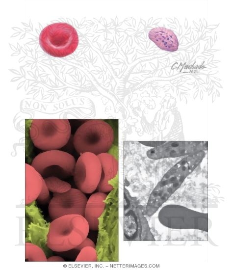 Erythrocytes and Platelets