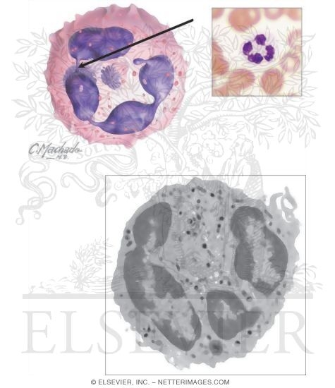 Neutrophil