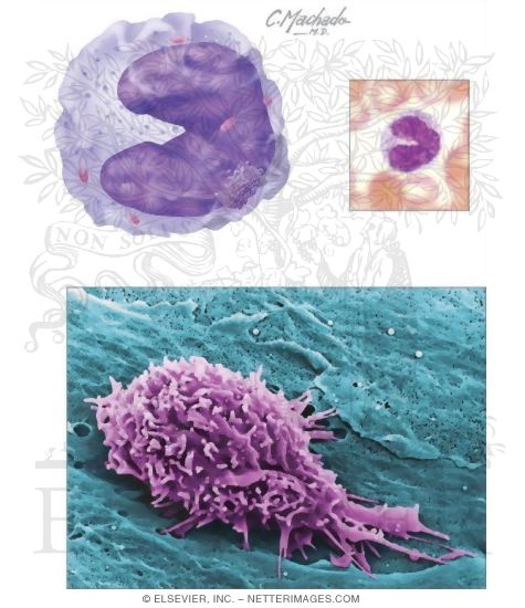 Monocyte