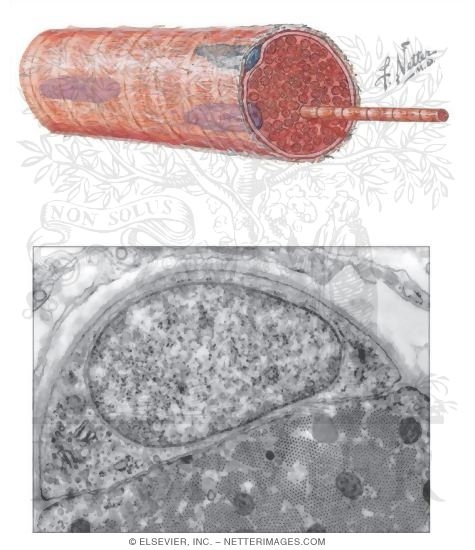 Satellite Cells