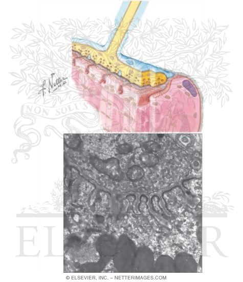 Neuromuscular Junction