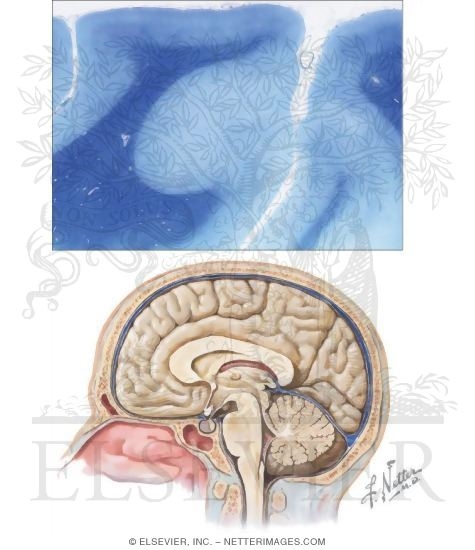 Cerebrum