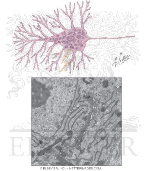 Neuron