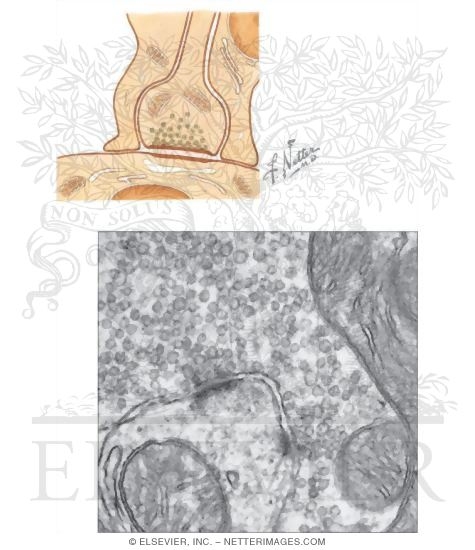 Watermarked preview of unlabeled image: Synapse In the Central Nervous System (CNS)