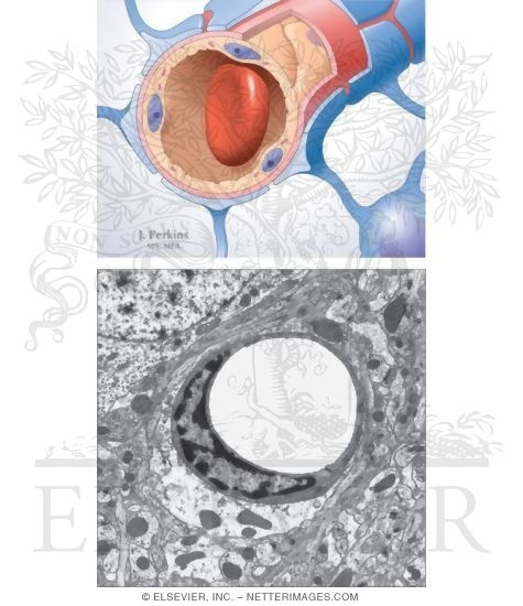 Blood-brain Barrier